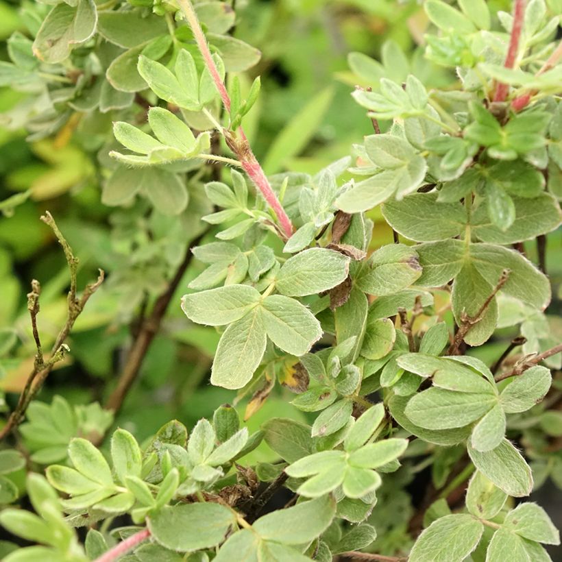 Potentilla fruticosa Creme brulée (Fogliame)