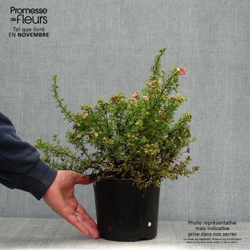 Esemplare di Potentilla fruticosa Danny Boy Vaso da 2L/3L come consegnato in autunno