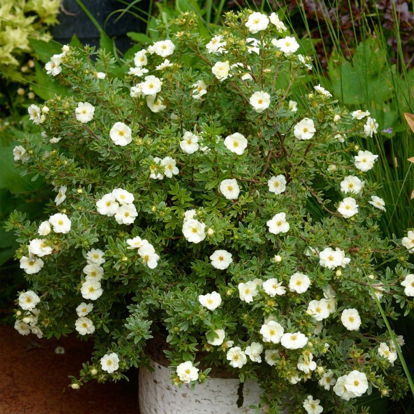 Potentilla fruticosa Double Punch Cream (Porto)