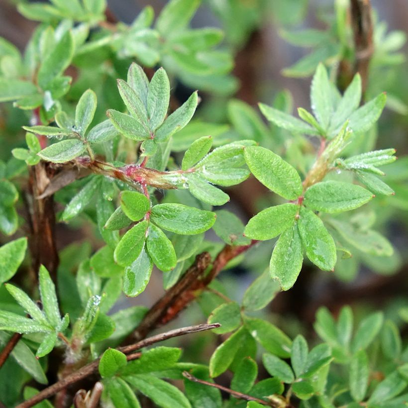 Potentilla fruticosa Double Punch Pink (Fogliame)
