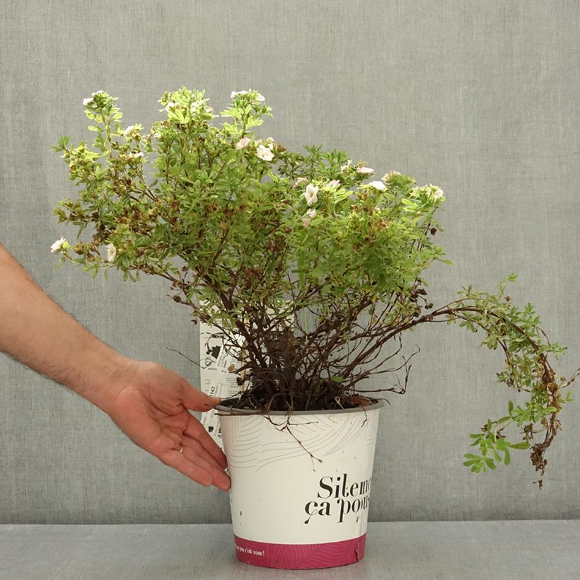Esemplare di Potentilla fruticosa Double Punch Pink Vaso da 4L/5L consegnato in estate