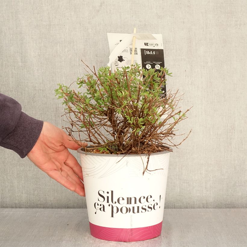 Potentilla fruticosa Double Punch Pink - Potentille arbustive Vaso da 4L/5L esemplare consegnato in primavera