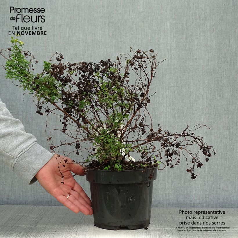 Esemplare di Potentilla fruticosa Limelight Vaso da 3L/4L come consegnato in autunno