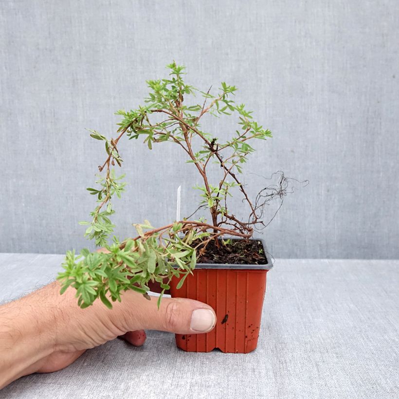 Esemplare di Potentilla fruticosa Mango Tango Vasetto da 8/9 cm come consegnato in autunno
