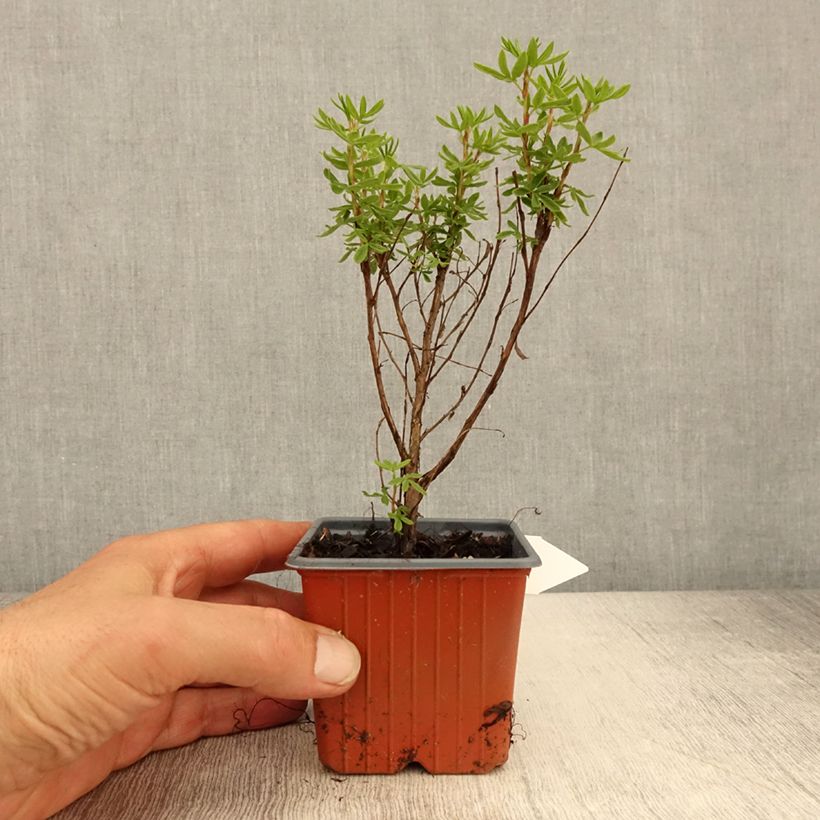 Potentilla fruticosa Mango Tango Vasetto da 8/9 cm esemplare consegnato in primavera