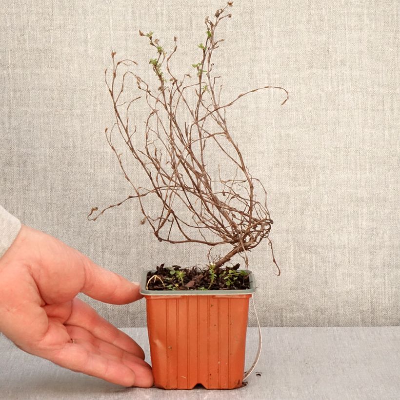 Potentilla fruticosa Marian Red Robin Vasetto da 8/9 cm esemplare consegnato in primavera