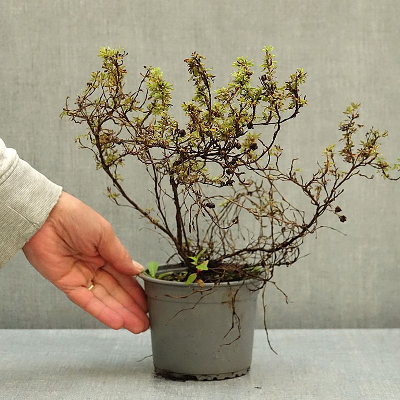Esemplare di Potentilla fruticosa Marian Red Robin Vaso da 1L/1,5L come consegnato in autunno