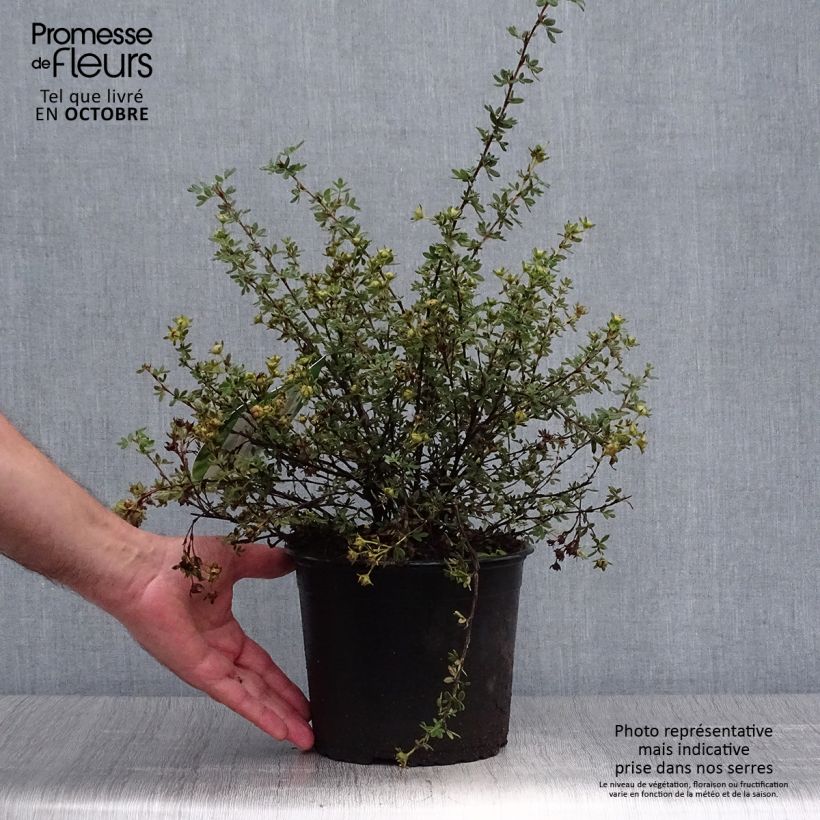 Esemplare di Potentilla fruticosa Primrose Beauty Vaso da 2L/3L come consegnato in autunno