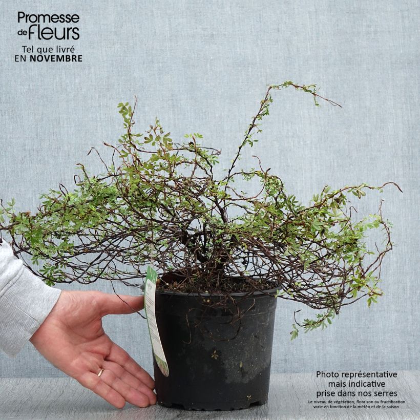 Esemplare di Potentilla fruticosa Princess Pink Queen Vaso da 2L/3L come consegnato in autunno