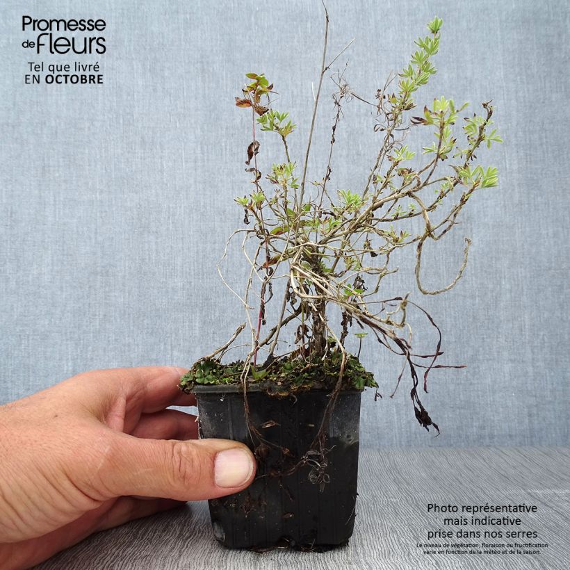 Esemplare di Potentilla fruticosa Red Ace Vasetto da 8/9 cm come consegnato in autunno