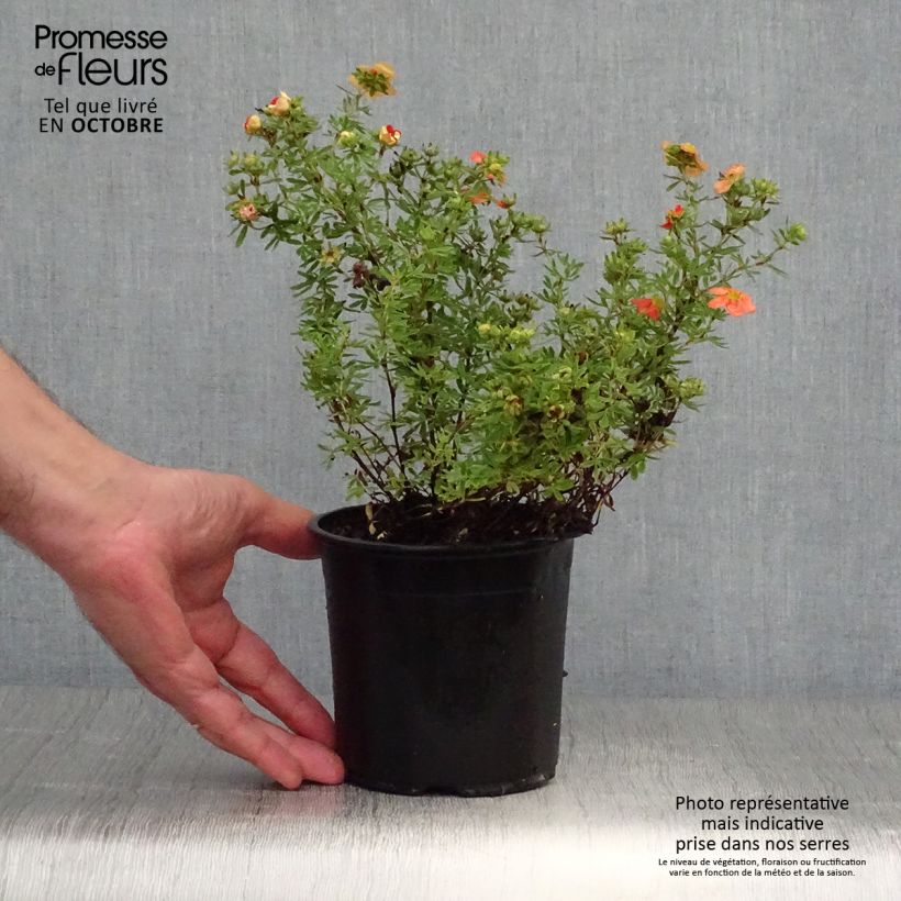 Esemplare di Potentilla fruticosa Red Ace Vaso da 1L/1,5L come consegnato in autunno
