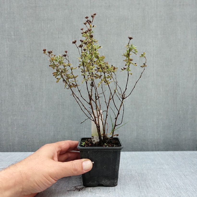 Esemplare di Potentilla fruticosa Sommerflor Vasetto da 8/9 cm come consegnato in autunno