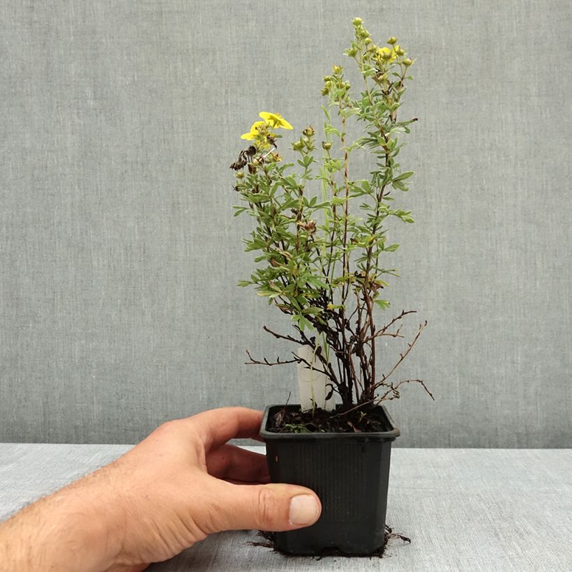 Esemplare di Potentilla fruticosa Sommerflor Vasetto da 8/9 cm consegnato in estate