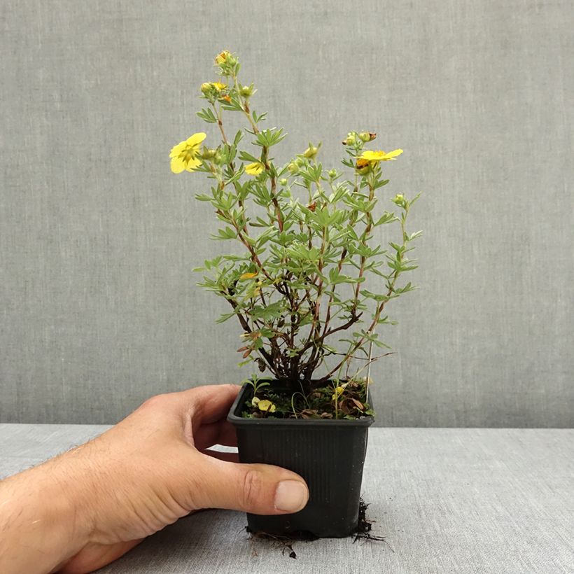 Potentilla fruticosa Sommerflor- Potentille arbustive Godet de 8/9 cm esemplare consegnato in primavera