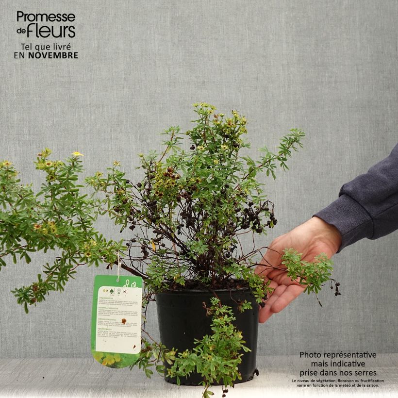 Esemplare di Potentilla fruticosa Tangerine Vaso da 2L/3L come consegnato in autunno
