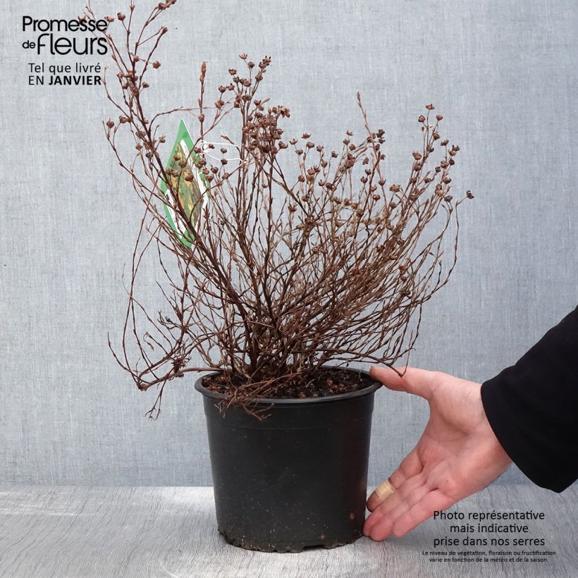 Potentilla fruticosa Tangerine Vaso da 2L/3L esemplare consegnato in inverno