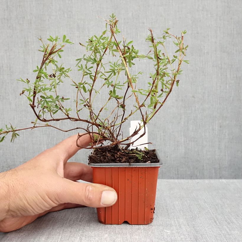 Esemplare di Potentilla fruticosa Tangerine Vasetto da 8/9 cm come consegnato in autunno