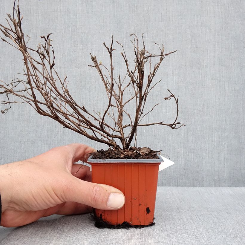 Potentilla fruticosa Tangerine Vasetto da 8/9 cm esemplare consegnato in primavera