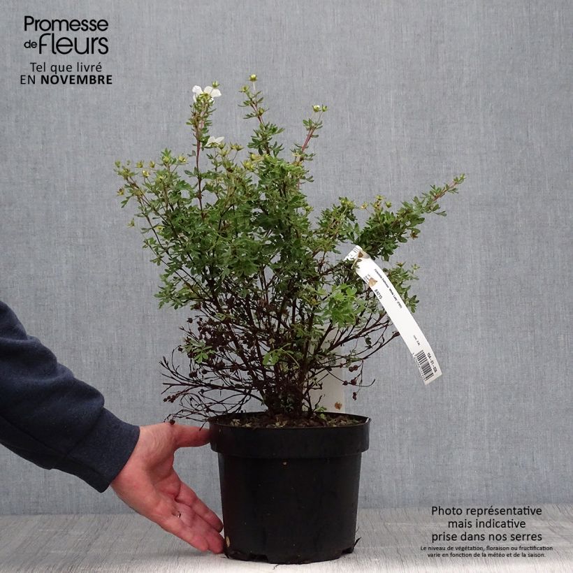 Esemplare di Potentilla fruticosa White Lady Vaso da 3L/4L come consegnato in autunno