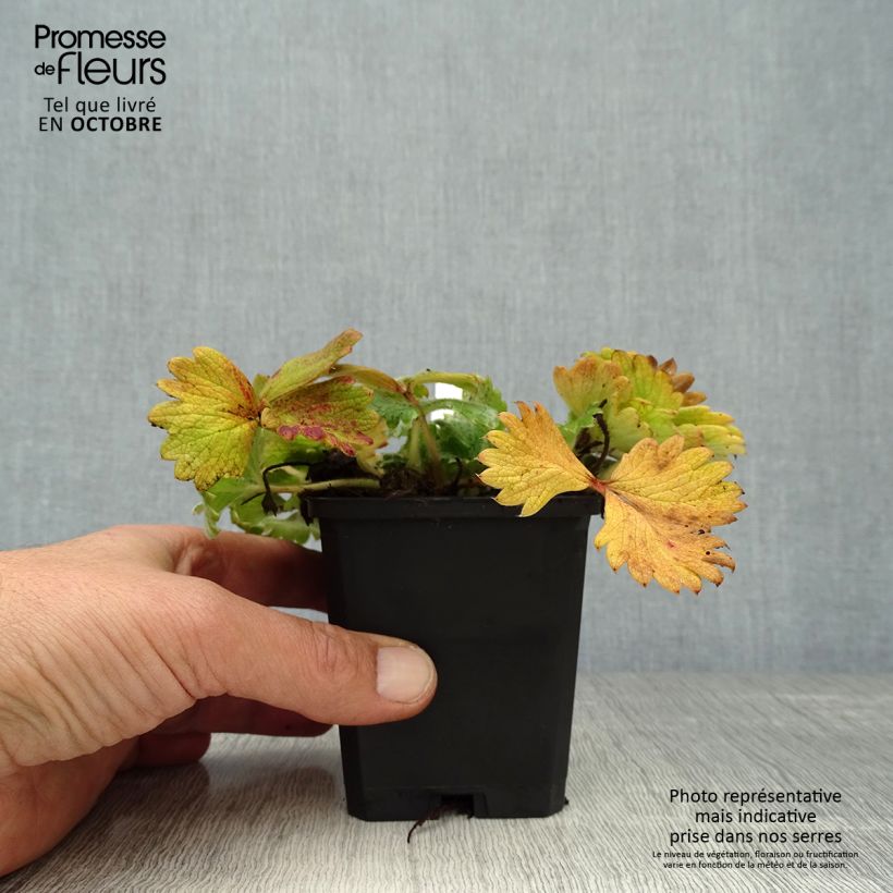 Esemplare di Potentilla megalantha Vasetto da 8/9 cm come consegnato in autunno