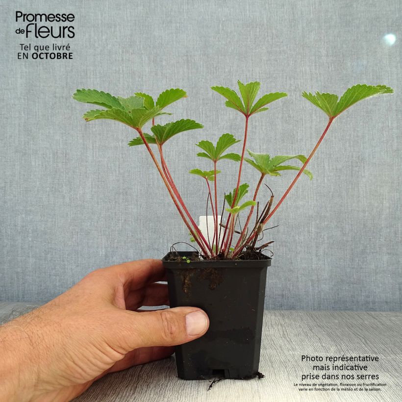 Esemplare di Potentilla nepalensis Miss Willmot Vasetto da 8/9 cm come consegnato in autunno