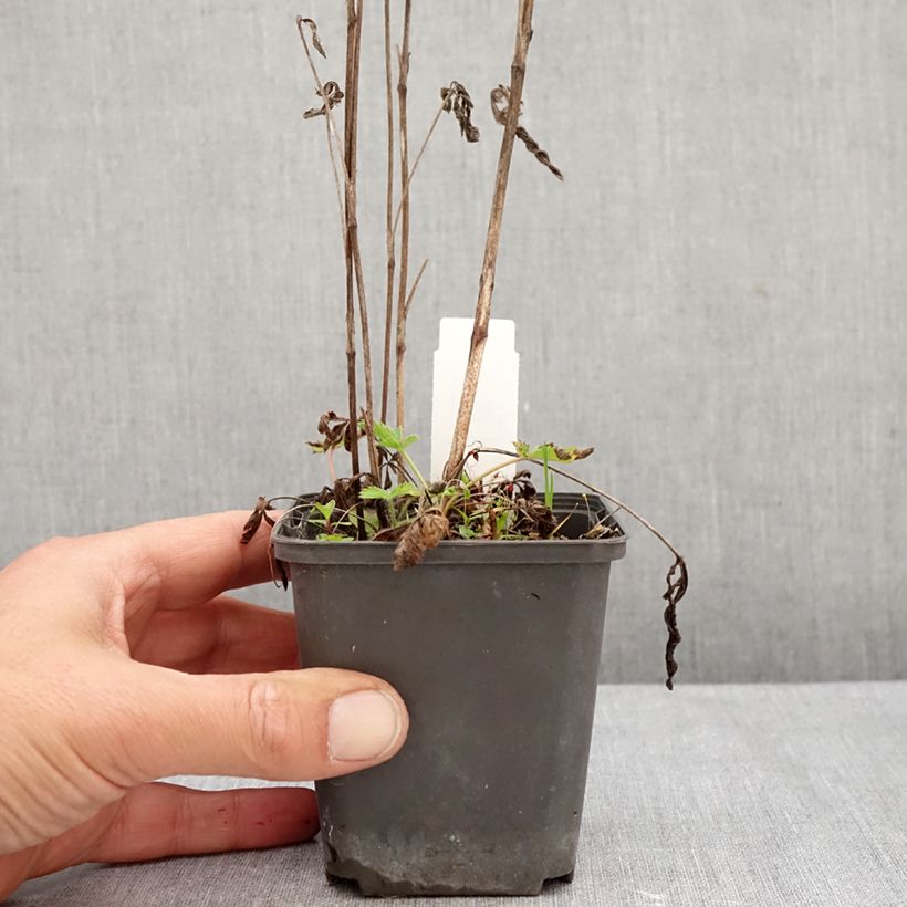 Esemplare di Potentilla recta Warrenii Vasetto da 8/9 cm come consegnato in autunno