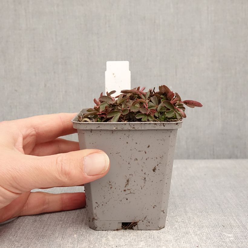 Potentilla tridentata Nuuk Vasetto da 8/9 cm esemplare consegnato in inverno