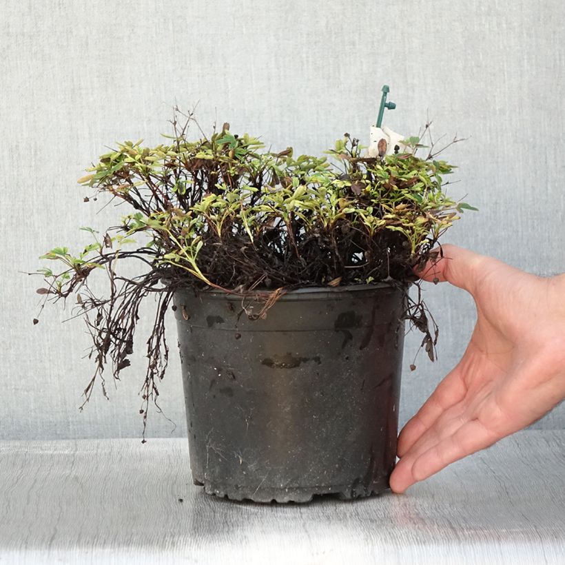Esemplare di Potentilla tridentata Nuuk Vaso da 1,5L/2L come consegnato in autunno