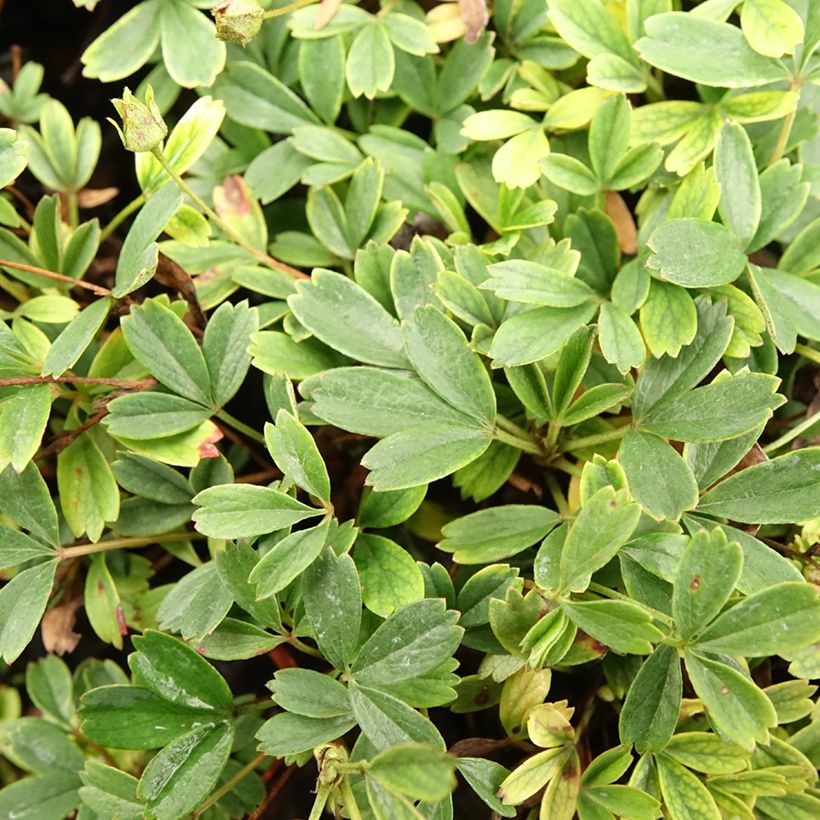 Potentilla tridentata Nuuk (Fogliame)
