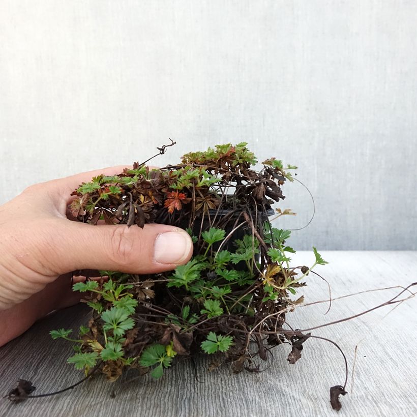 Esemplare di Potentilla verna Vasetto da 8/9 cm come consegnato in autunno