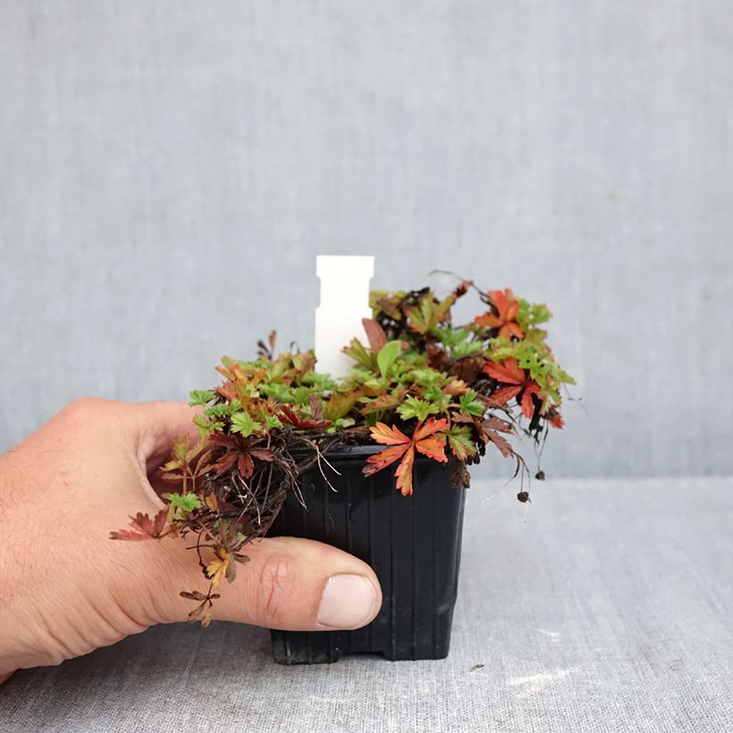 Esemplare di Potentilla verna Vasetto da 8/9 cm come consegnato in autunno