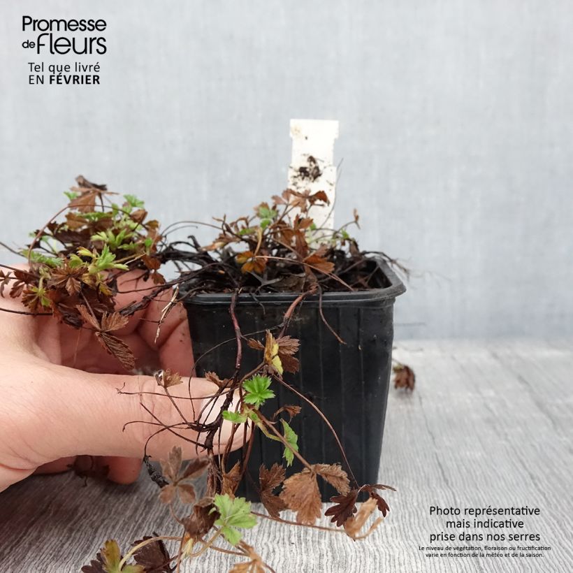 Potentilla verna Vasetto da 8/9 cm esemplare consegnato in inverno
