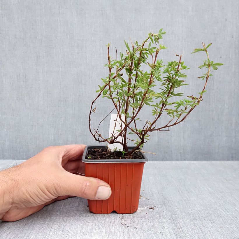 Esemplare di Potentilla fruticosa Bella Apple Vasetto da 8/9 cm come consegnato in autunno