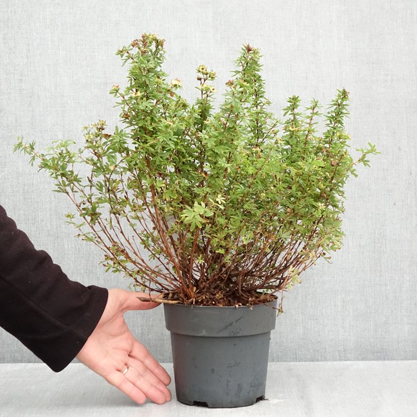 Esemplare di Potentilla fruticosa Bella Apple Vaso da 2L/3L come consegnato in autunno