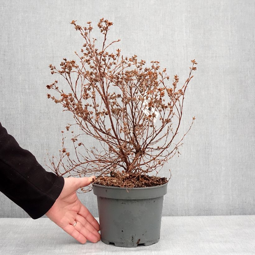 Potentilla fruticosa Bella Apple Vaso da 2L/3L esemplare consegnato in inverno