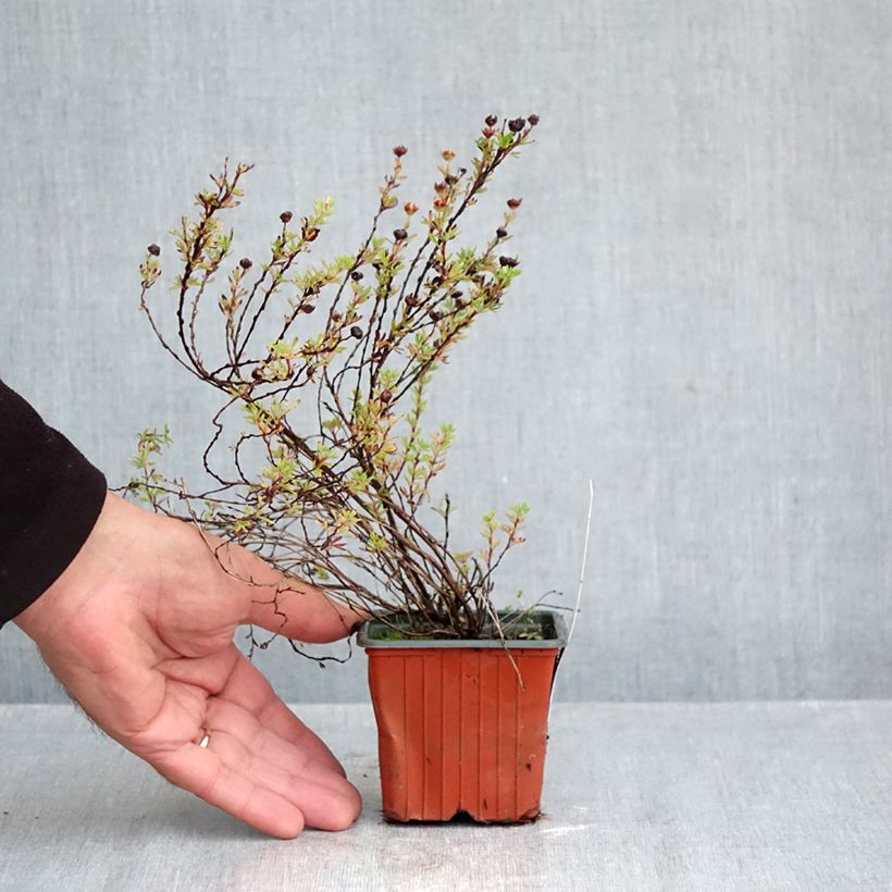 Esemplare di Potentilla fruticosa Bella Lindsey Vasetto da 8/9 cm come consegnato in autunno