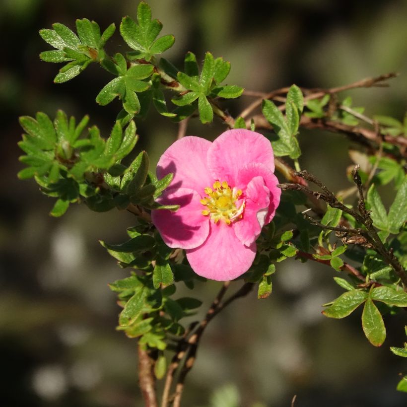 Potentilla fruticosa Bella Rosa (Fioritura)