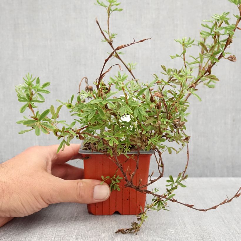 Esemplare di Potentilla fruticosa Bella Rosa Vasetto da 8/9 cm come consegnato in autunno