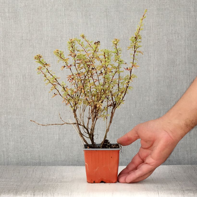Esemplare di Potentilla fruticosa Bella Rosa Vasetto da 8/9 cm consegnato in estate