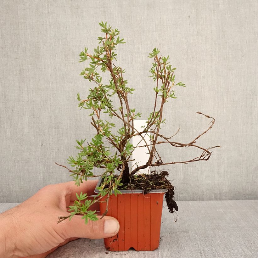 Potentilla fruticosa Bella Rosa Vasetto da 8/9 cm esemplare consegnato in primavera