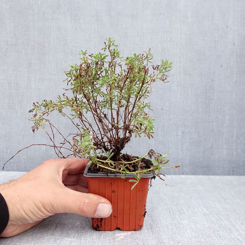 Esemplare di Potentilla fruticosa Hopley's Orange Vasetto da 8/9 cm come consegnato in autunno