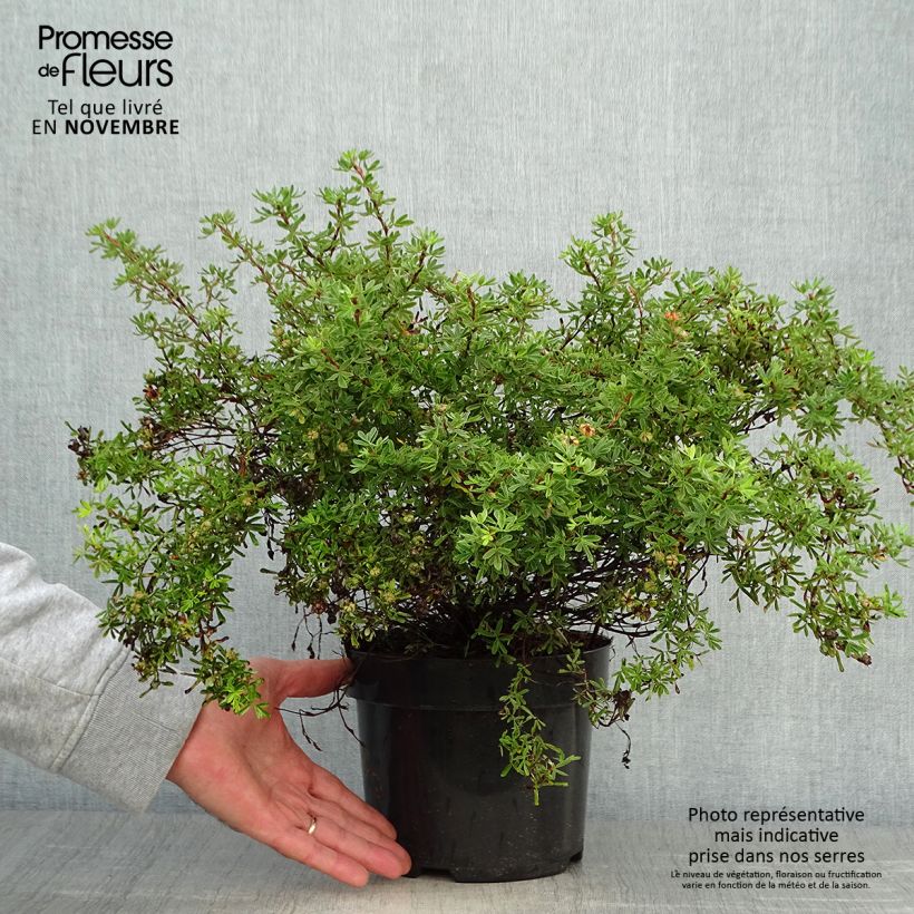 Esemplare di Potentilla fruticosa Hopley's Orange Vaso da 3L/4L come consegnato in autunno
