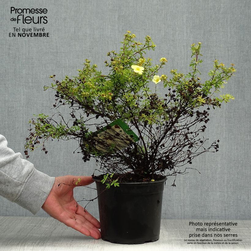 Esemplare di Potentilla fruticosa Kobold Vaso da 3L/4L come consegnato in autunno