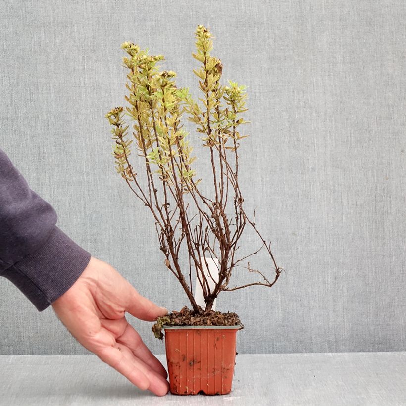 Esemplare di Potentilla fruticosa Marmalade Vasetto da 8/9 cm come consegnato in autunno