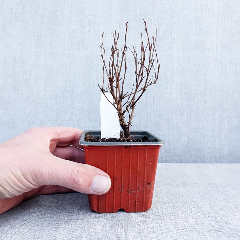 Potentilla fruticosa Marmalade Vasetto da 8/9 cm esemplare consegnato in inverno