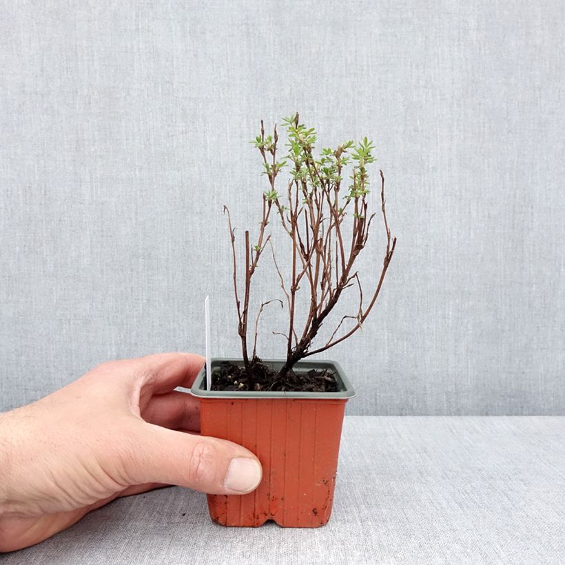 Potentilla fruticosa Marmalade Vasetto da 8/9 cm esemplare consegnato in primavera