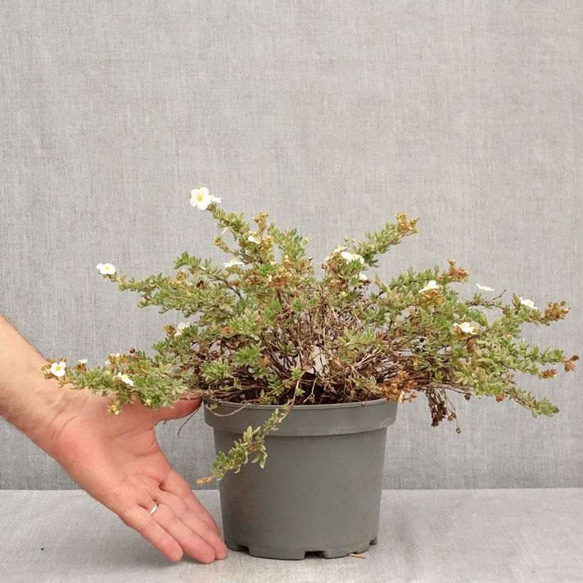 Esemplare di Potentilla fruticosa Bella Bianca Vaso da 2L/3L consegnato in estate