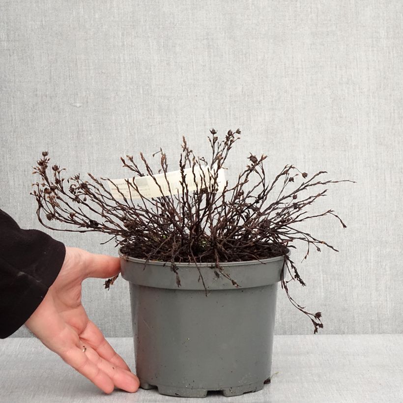 Potentilla fruticosa Bella Bianca Vaso da 2L/3L esemplare consegnato in inverno