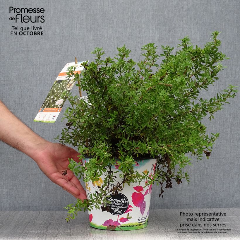 Esemplare di Potentilla fruticosa Double Punch Cream Vaso da 3L/4L come consegnato in autunno