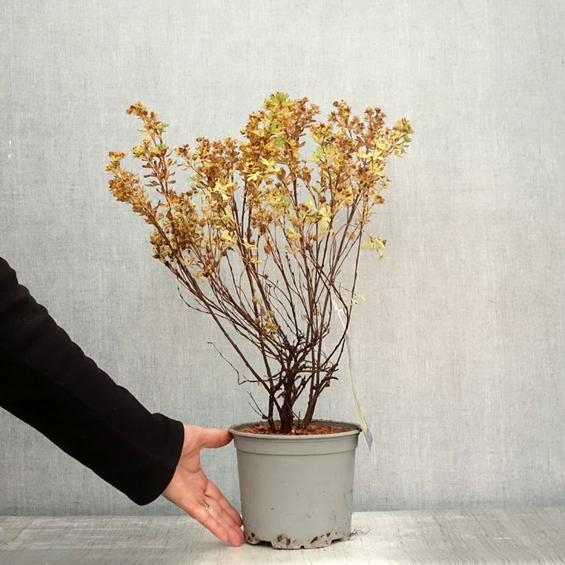 Esemplare di Potentilla fruticosa Double Punch Gold Vaso da 3L/4L come consegnato in autunno